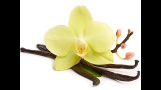 Everything You Need To know about Vanilla/Vanilla Explained