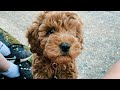 Puppy Training & Gaining Weight | 9 Week Old Cockapoo