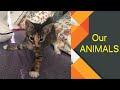 FANNY ANIMALS // Наши ЗАБАВНЫЕ ЖИВОТНЫЕ // Без кота и жизнь не та ! 🐈 🐈 🐈  А как же без собаки ?! 🐶