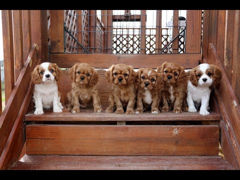 cavalier-king-charles-spaniel-puppies-trying-the-stairs...and-it's-cute!