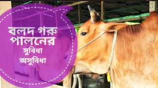 বলদ গরু বা আবাল গরু পালনের কিছু সুবিধা এবং কিছু অসুবিধা।
