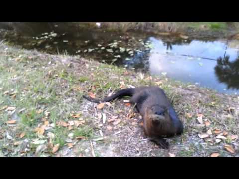 Otter plays like a dog