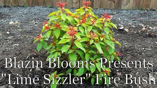 Lime Sizzler Firebush (Hamelia Patens) & How to plant in Zone 8A by Blazin Blooms 2,337 views 2 years ago 10 minutes, 35 seconds