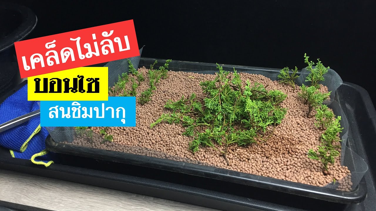 บอนไซ : เทคนิค การปักชำสนชิมปากุ (Itoigawa shimpaku) | วิธีการทำบอนไซ