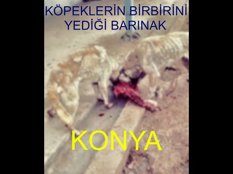 Köpekler birbirini yiyor, kediler poşette bulundu! Şok görüntüler ( Konya Hayvan Barınağı )