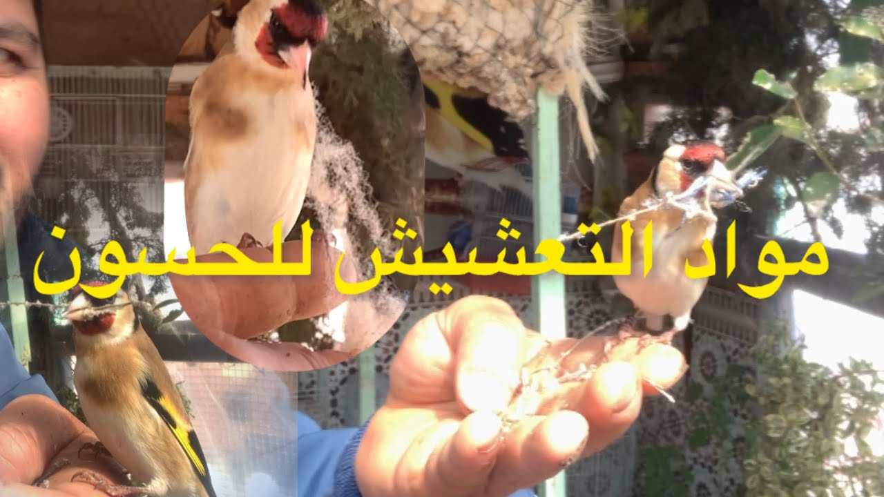 مواد التعشيش التي يجب وضعها للحسون 