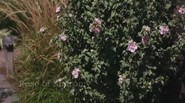 Gardening Tips - Our Top Landscape Shrubs