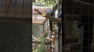 San Francisco Zoo Hyacinth Macaws 5.14.24 pt two