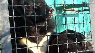 РЕДЧАЙШИЕ КАДРЫ. Гималайская медведица кормит своего  малыша. Himalayan mother bear feeds her baby.