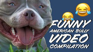 FUNNY DOGS: AMERICAN BULLY, POCKET BULLY \& CUTEST BULLIES EVER COMPILATION! LOL 😂