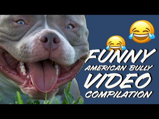 The American XL Bully is a monster created by the internet - New