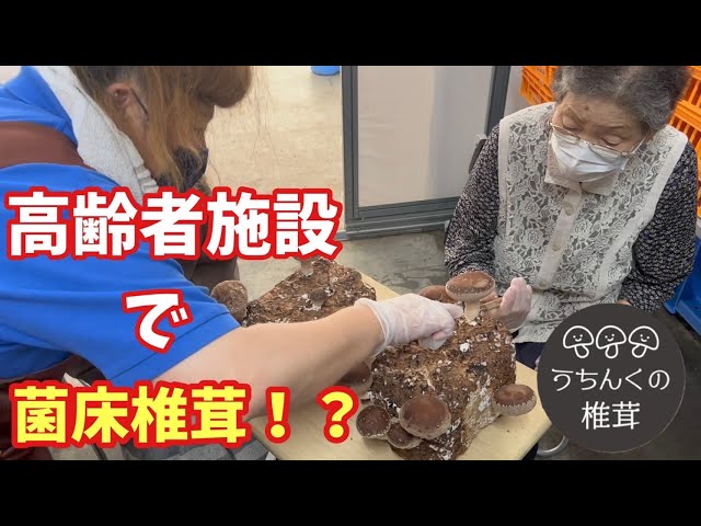 しいたけ栽培