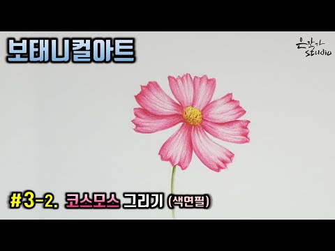 [Flower Draw/Botanical Art] #3-2. Cosmos Colored Pencil Drawing (Flower Drawing Lesson)