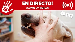 ¿CÓMO EDUCAR A UN PERRO PARA EVITAR ACCIDENTES? ► 🔴DIRECTO # 141