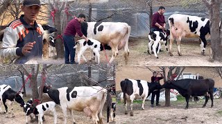 ELGA XIZMAD PULI ARZON YANGI PARTIYA SIGIRLAR CHÔNTAK BOOLARI🥛😲🏃