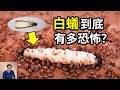 白蟻到底有多恐怖？當漫天飛舞的飛蟻脫掉翅膀變成蟻后，壽命竟可長達50歲，產卵數億枚！身為最先進的蟑螂，為什麼卻最怕螞蟻？【老肉雜談】#動物 #知識 #趣聞