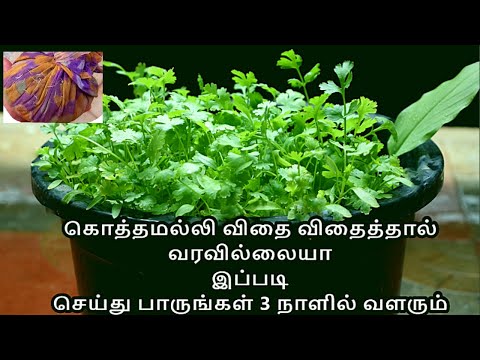 3 நாளில் கொத்தமல்லி துளிர் எடுக்க இதை செய்யவும் | coriander leaves grow fast tips | gardening tips