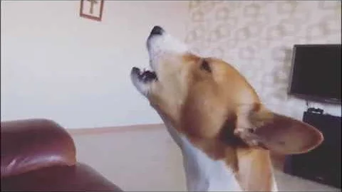 Хозяин плохому не научит. Басенджи учится петь.