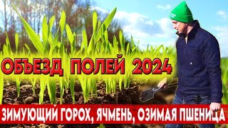 Выпирание всходов. Состояние озимой пшеницы, зимующего гороха и ячменя на 28.02.2024. Рентабельность