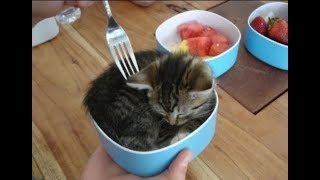 Смешные Кошки и Коты Прикольные Животные 2019 Funny cats and interesting Animals 2019 Лучшие Смешные Кошки и Коты Прикольные Животные 2019 Funny cats and interesting Animals 2019 Лучшие