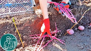 🥔 Planting potatoes with sprouts 🌱 Which potato sprouts sprout better