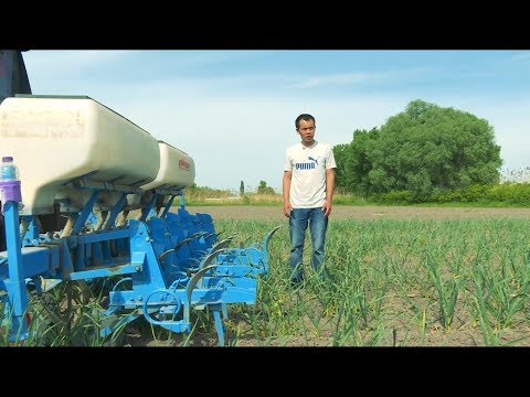 Video: Жашыл сарымсак пирогдорун кантип жасоого болот