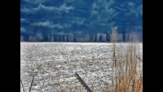 Worgunn Bigfoot Video (Ohio) Stabilized Segment (Slow)