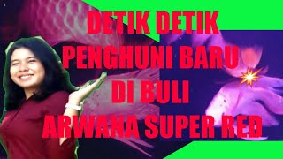 Nambah Penguni Baru Aquarium # Bikin marah Ikan Arwana Super Red