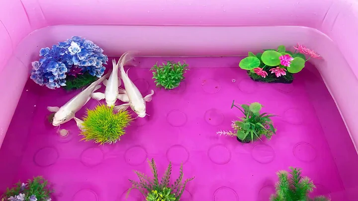 Let's explore what fish and sea creatures there are:sharks,jellyfish#goldfish#animals#viral videos