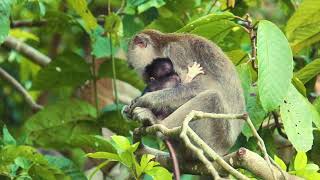 Wildlife on the Kinabatangan River: River Junkie Tour in Borneo