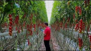 Looye Honey Tomato | The secret behind the best tasting tomato in the world!