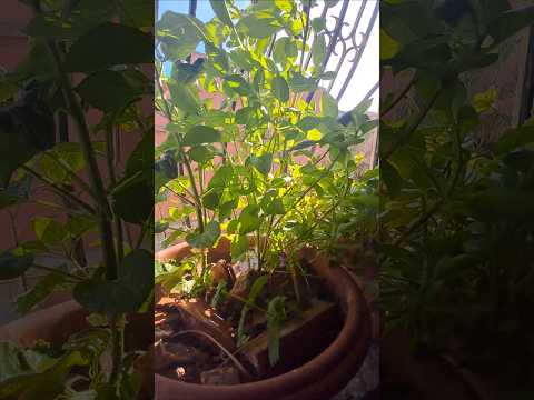 صباح الورد صباح الخير