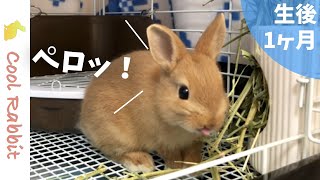 生後1ヶ月のうさぎがペレットとチモシーを食べる姿に癒される ペットと家族とわたしのブログ