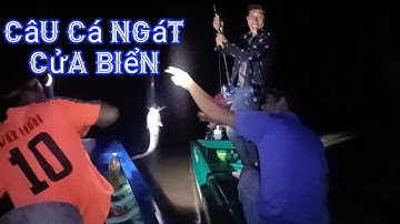 câu cá ngát thiên nhiên | hành trình săn cá ngát ngoài cửa biển