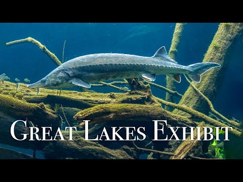 shedd-aquarium---at-home-on-the-great-lakes-exhibit