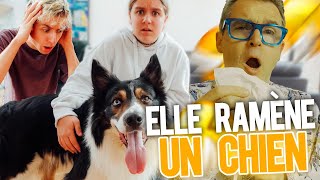 Lily A Adopté Un Chien Sans Nous Prevenir 