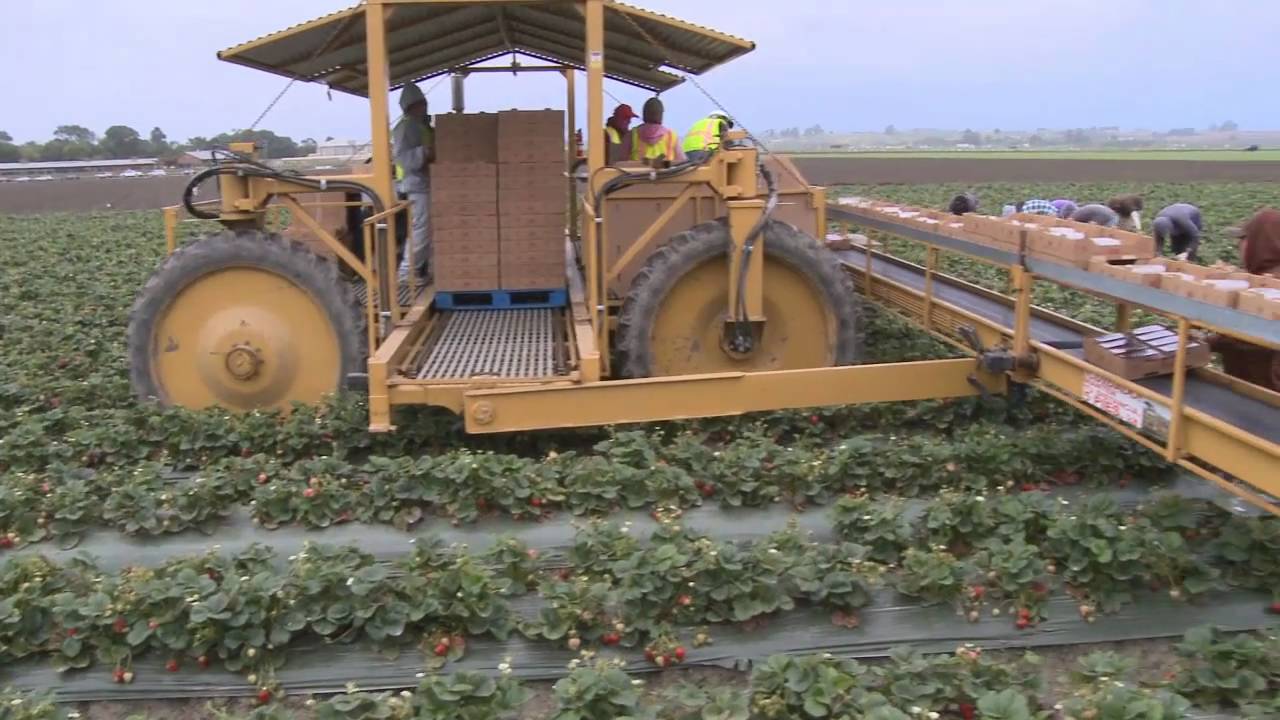 Field to Fork YouTube