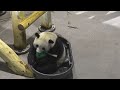#DCPandas: Bao Li and Qing Bao In A Tub