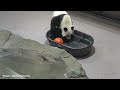 #DCPandas: Bao Li and Qing Bao In A Tub
