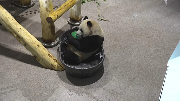 #DCPandas: Bao Li and Qing Bao In A Tub