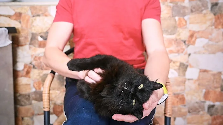 Watch the video about AMAZING Fluffball to Pet | PURRING Black Norwegian Forest Cat