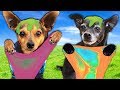 Letting our DOGS Pick our MYSTERY SLIME – Challenge | PawZam Dogs