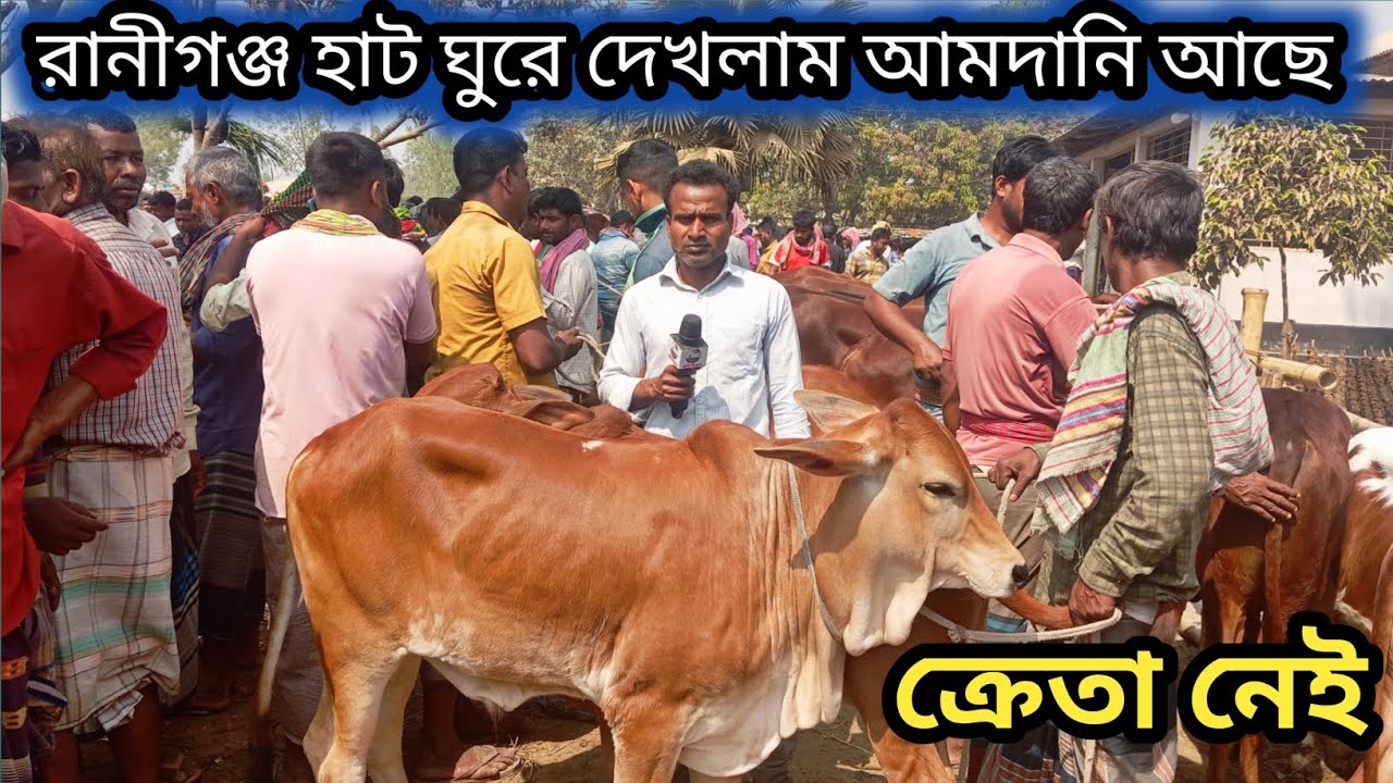 ২/৩/২৬|সোমবার রানীগঞ্জ হাটে শাহিওয়াল বাচ্চা প্রচুর আছে কিন্তু ব্যাপারী ভাইয়েরা কি বলতেছে একটু দেখেন