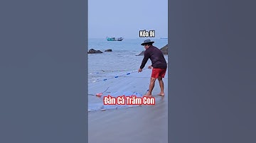 Kéo Lưới Mỏi Tay Khi Gặp Đàn Cá Này #shorts #fishing #beach