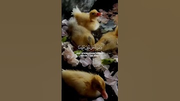 وقال نوح رب لا تذر على الأرض من الكافرين ديارا | القارئ بدر التركي من سورة نوح #القرآن_الكريم #رمضان