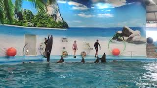 Dolphin Show Experience in Bangkok