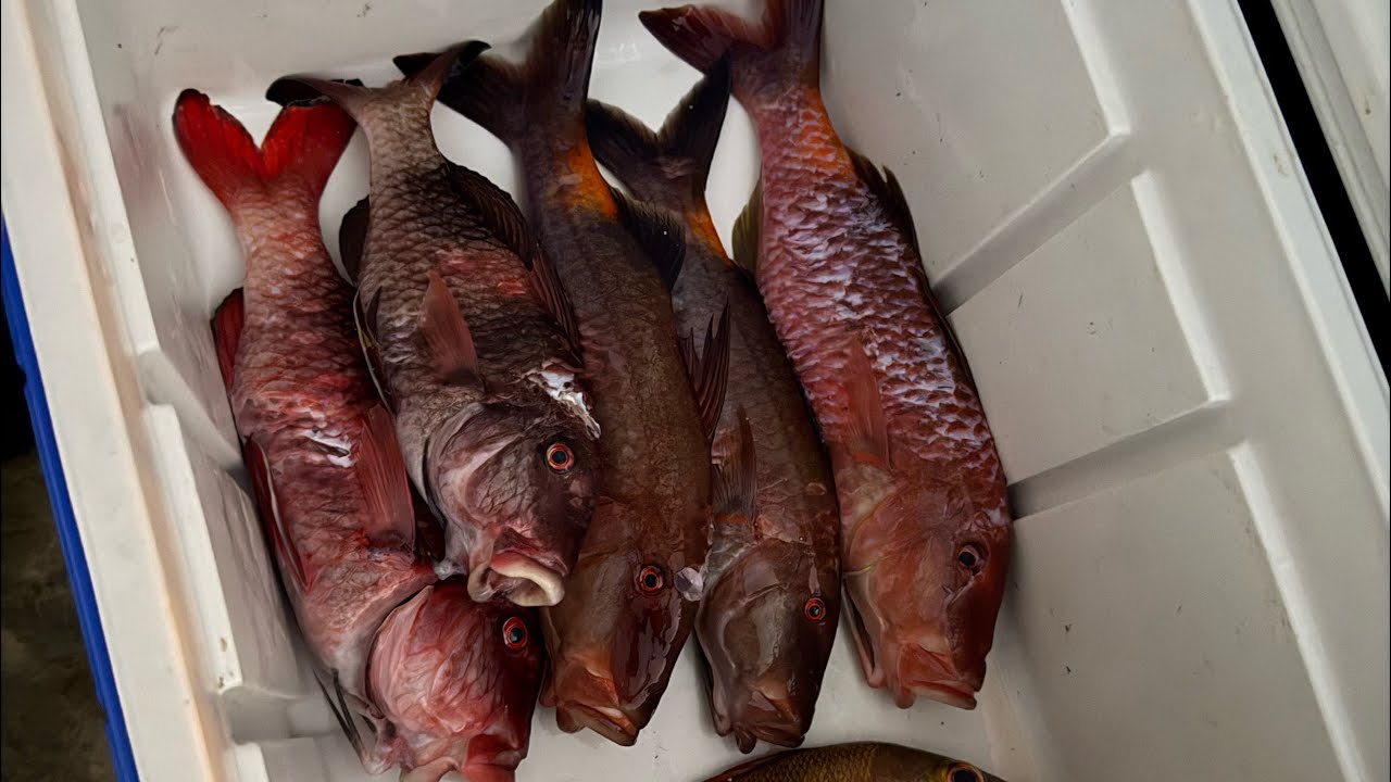 Spearfishing Hawai’i 2026