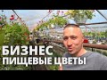 Бизнес Пищевые Съедобные  цветы +  бизнес микрозелень зеленый шеф