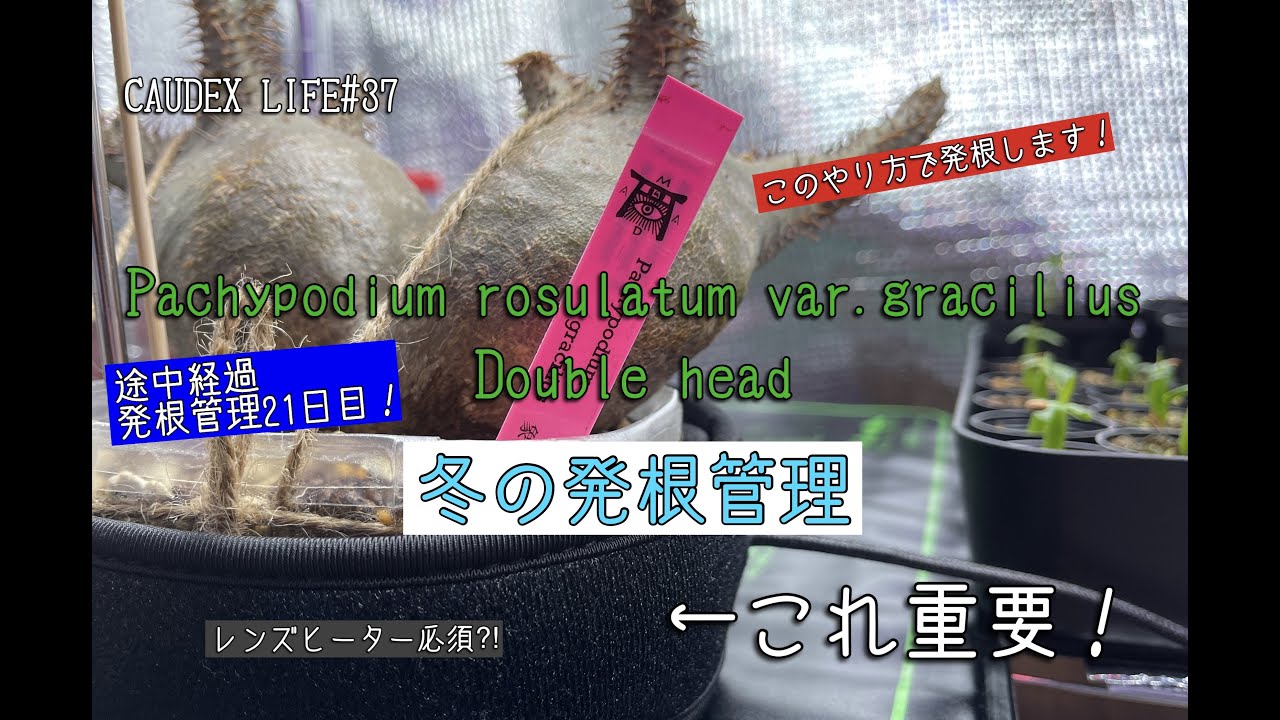 CAUDEX LIFE #37】パキポディウム グラキリス ダブルヘッド 発根管理