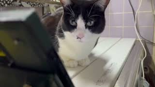 猫が心配そうに犬の動画を見ている。A cat looks anxiously at a video of a dog by Deko Jazz 11,351 views 3 months ago 3 minutes, 16 seconds